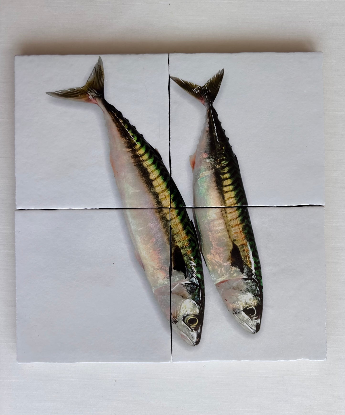 Tegel Vierluik Makreel / Mackerel