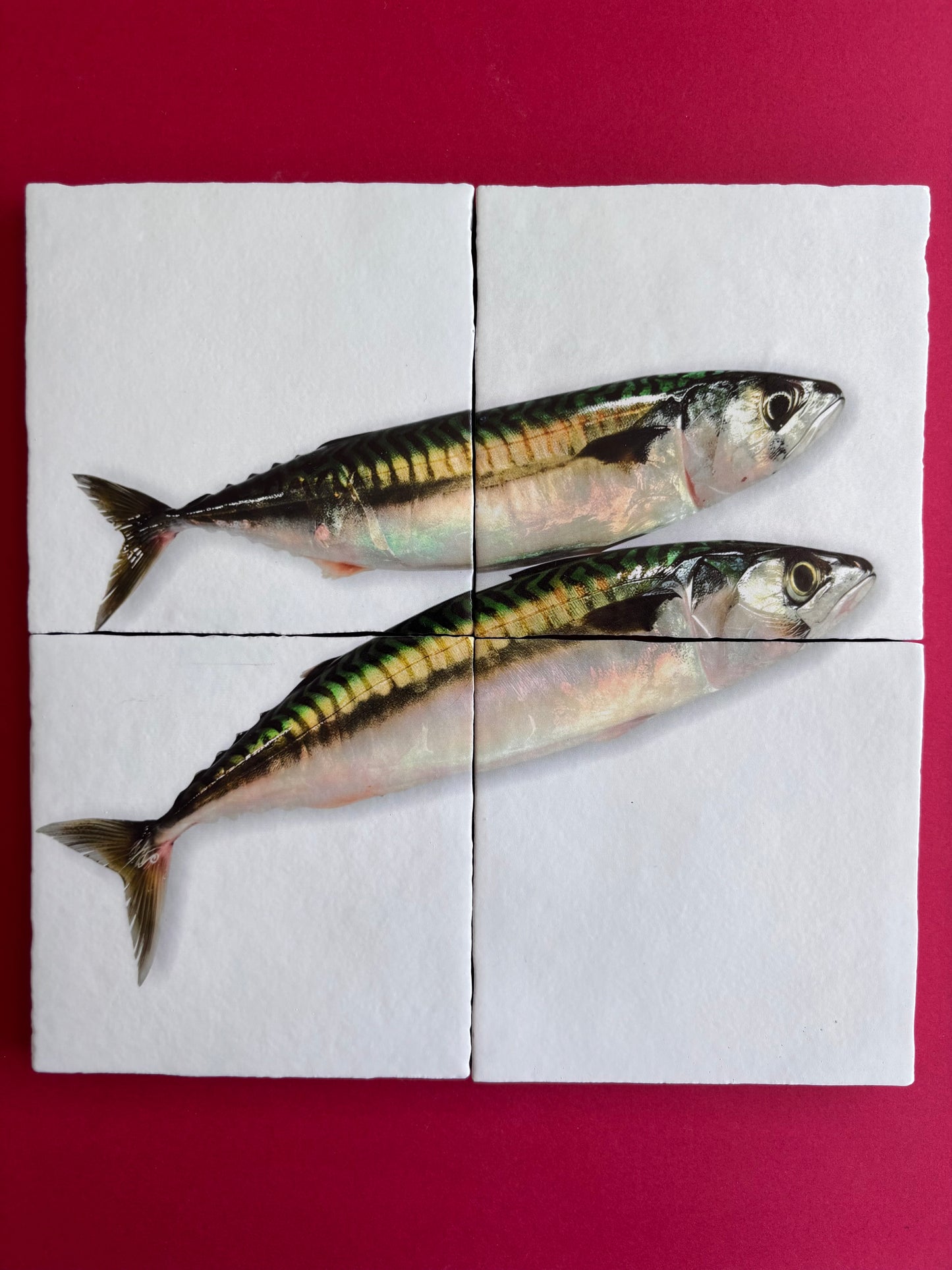 Tegel Vierluik Makreel / Mackerel