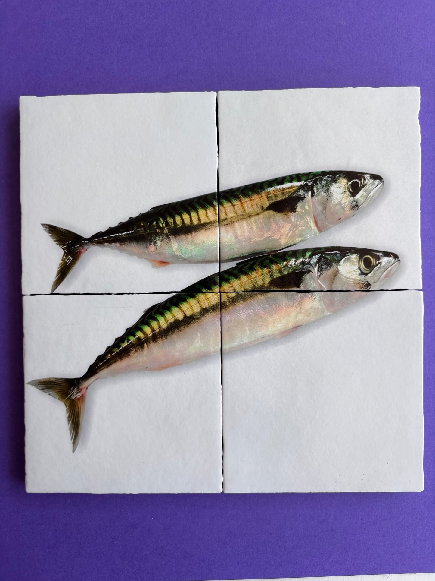 Tegel Vierluik Makreel / Mackerel